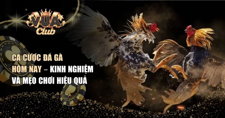Cá cược đá gà hôm nay
