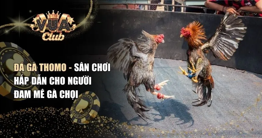 Đá gà Thomo