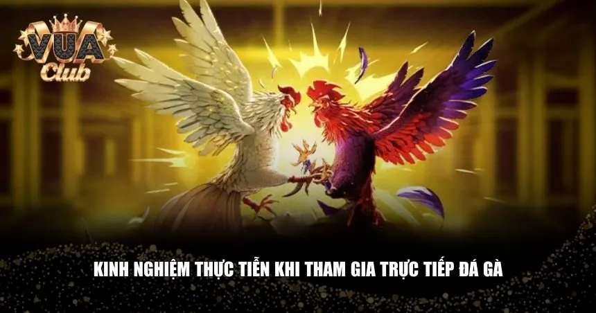 Người chơi đá gà cần tích lũy nhiều kinh nghiệm từ thực tế