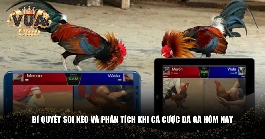 Rèn luyện khả năng phân tích trận đấu trong cá cược đá gà hôm nay