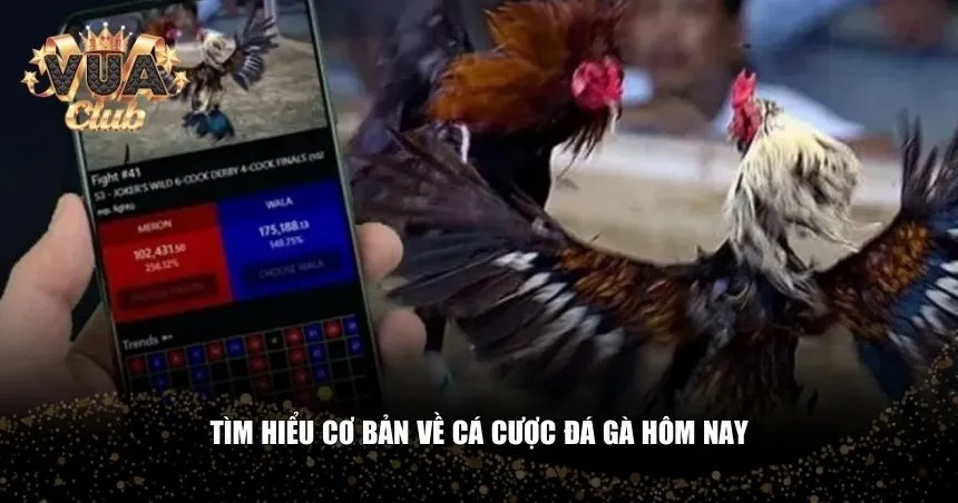 Tìm hiểu cơ bản về cá cược đá gà hôm nay